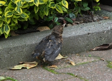 junge-Amsel-2010 019.jpg